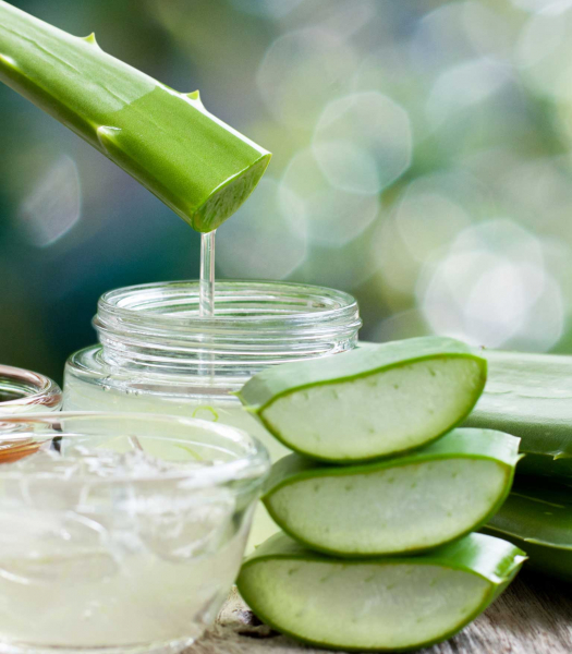 bettina-maria-luibl-aloe-vera-weiblichkeit