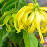 Weibeskraft-YLANG-YLANG