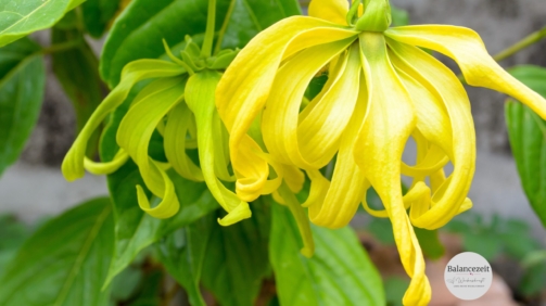 Weibeskraft-YLANG-YLANG