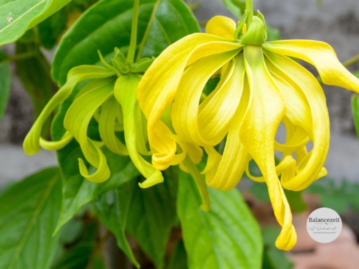 Weibeskraft-YLANG-YLANG